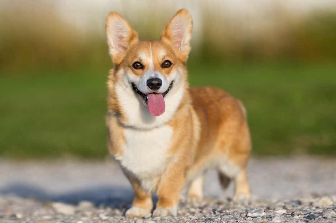 Welches Wesen hat der Corgi?