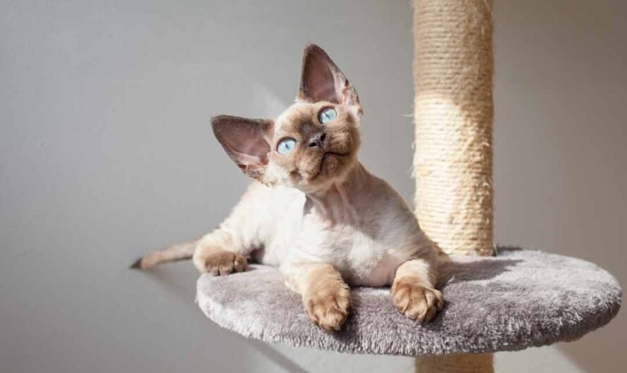 Devon Rex: der „schnurrende Pudel“ unter den Katzen