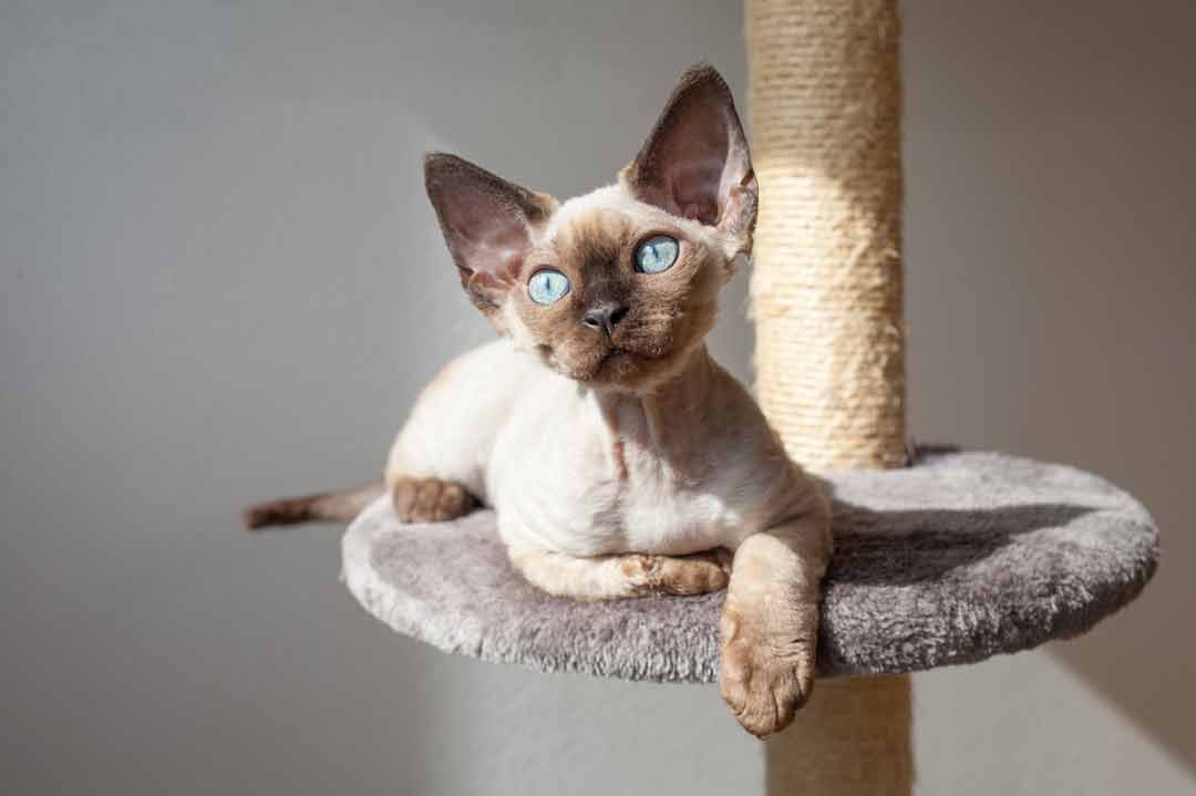 Devon Rex: Ein Kobold als Katze