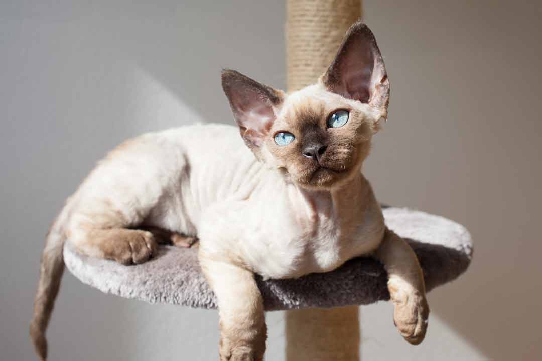 Katzenrasse: Devon Rex