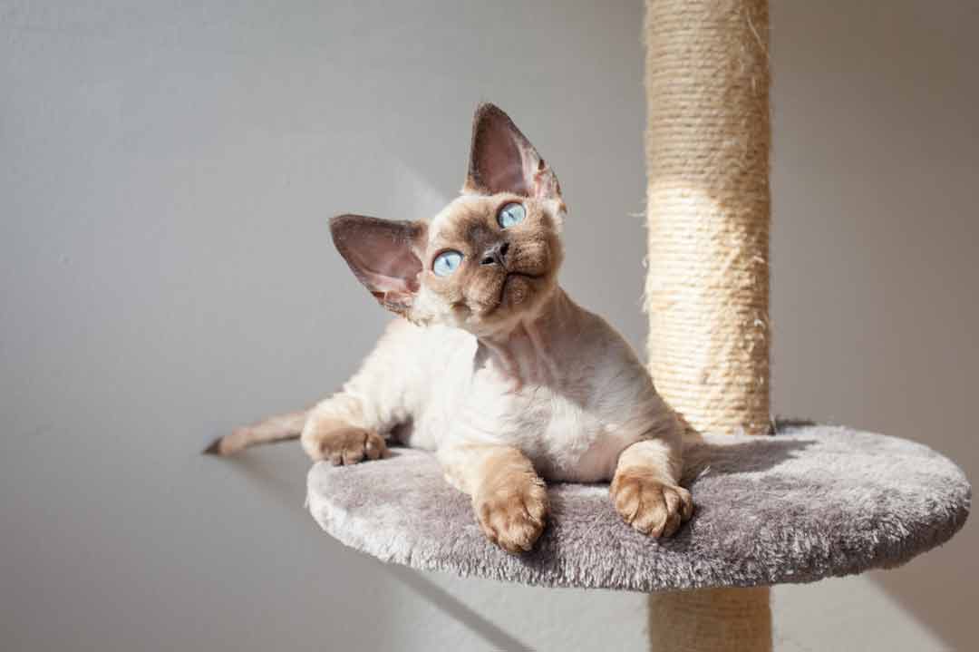 Devon Rex