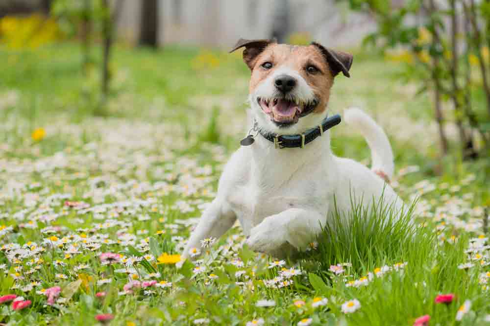 Grasmilben beim Hund