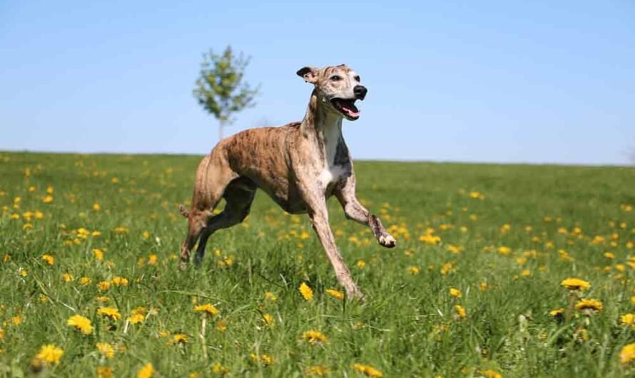 Darum können Greyhounds nicht richtig sitzen