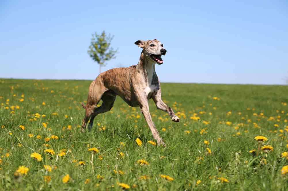 Können Greyhounds sitzen?