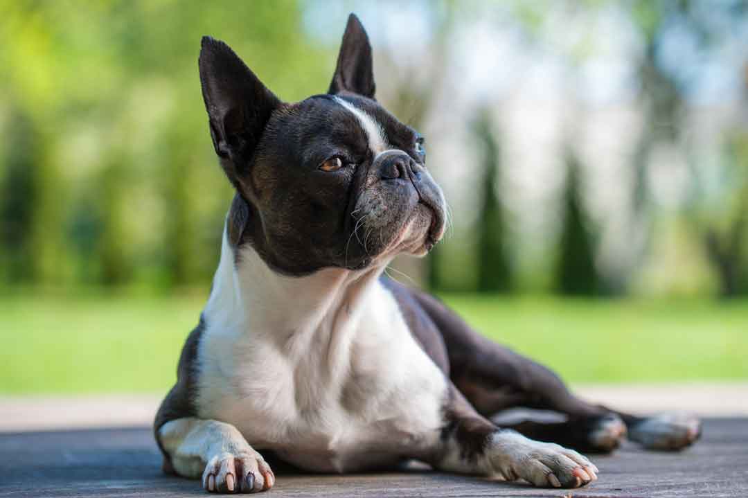 Hunderasse Boston Terrier