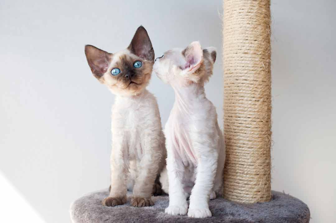 Zwei Katzen der Rasse Devon Rex