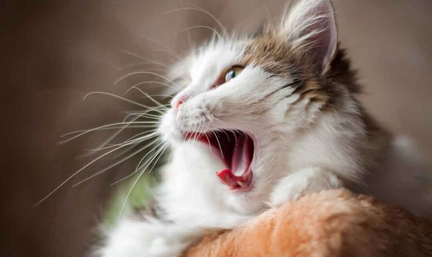 Hat die Katze Mundgeruch? Ursachen und Hilfe