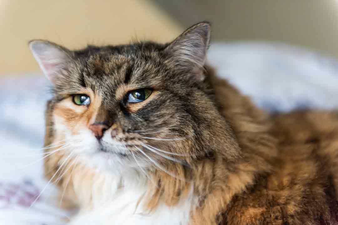 Nickhautvorfall bei der Katze