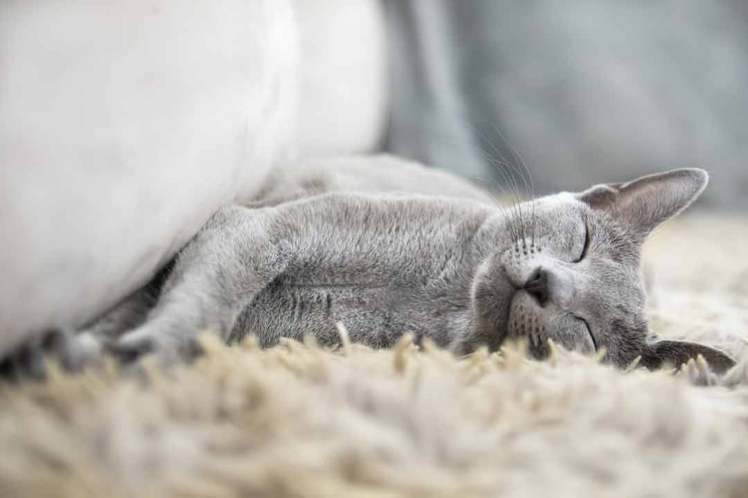 Katze Russisch Blau