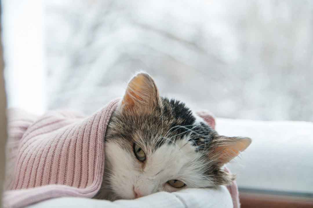 Die Katze zittert vor Kälte