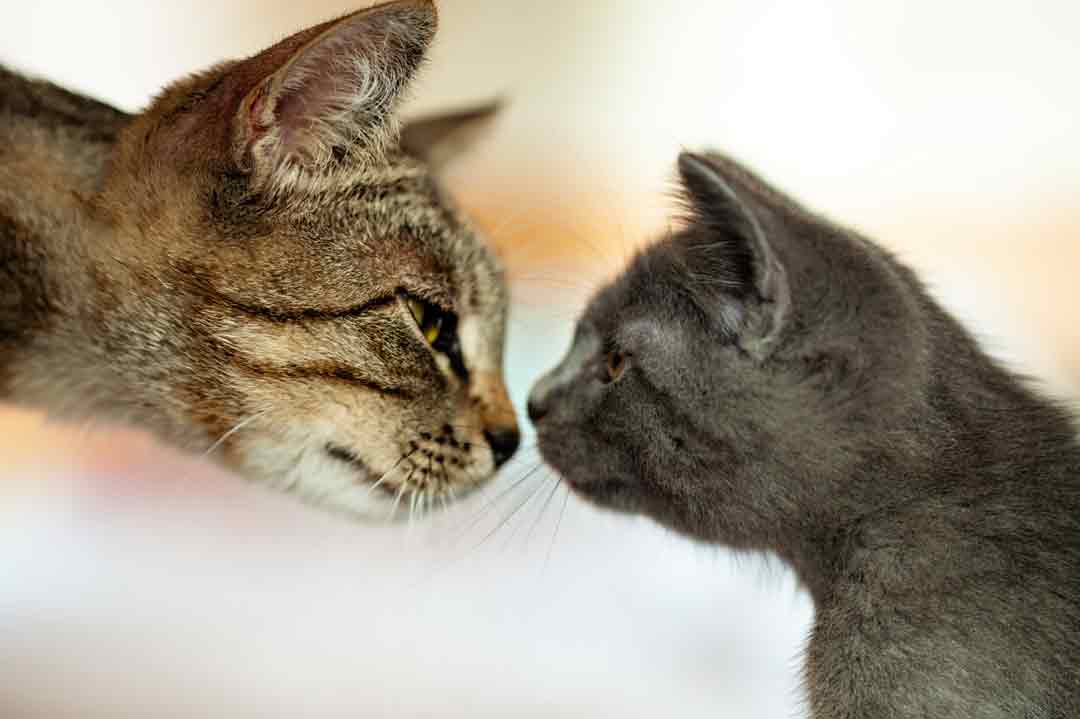 Zwei Katzen beschnuppern sich