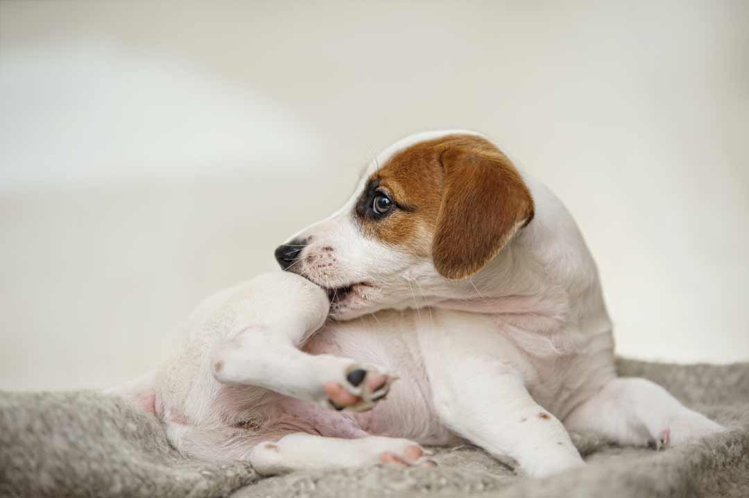 Milben beim Hund: Ein Hund kratzt sich