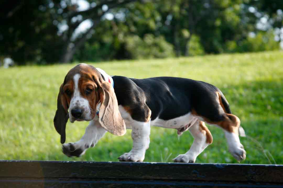 Basset-Welpe mit prächtigen Ohren