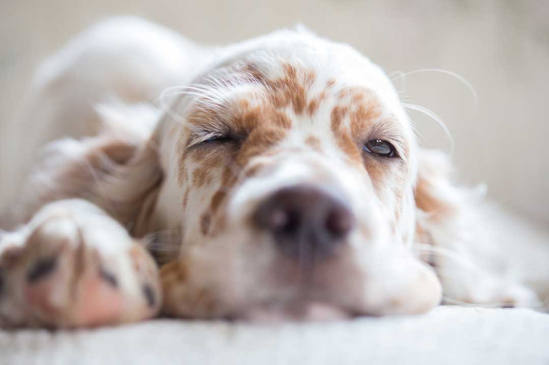 Schlafende Hundebabys