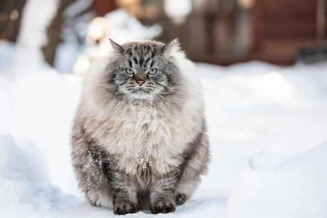 Eine Sibirische Katze mit Winterfell