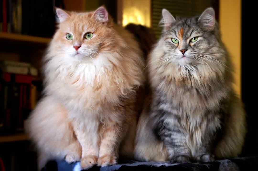 Zwei Sibirische Katzen