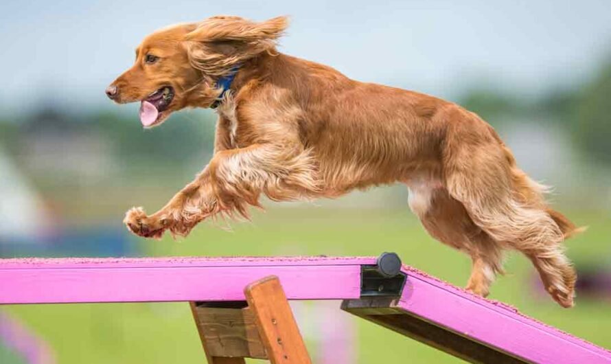 Agility mit dem Hund: Alle Infos rund um den Hundesport