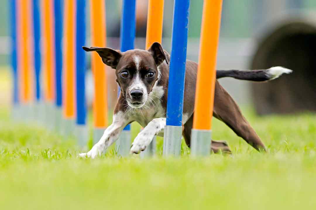 Ein Hund beim Agility-Slalom