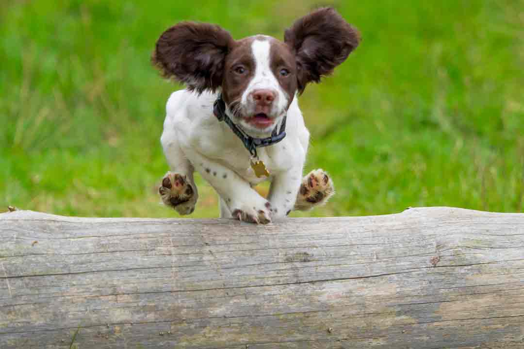 Agility in der Natur