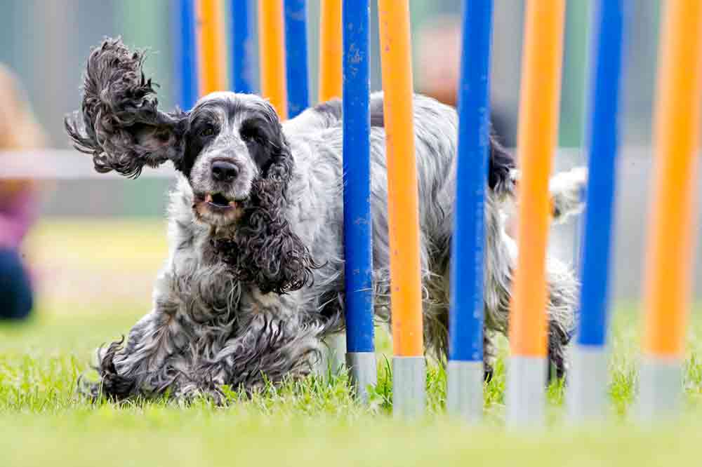 Ein Cocker Spaniel beim Agility