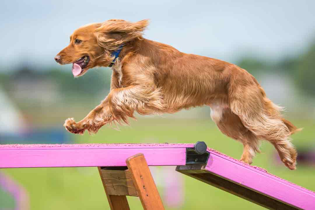 Agility als Hundesport