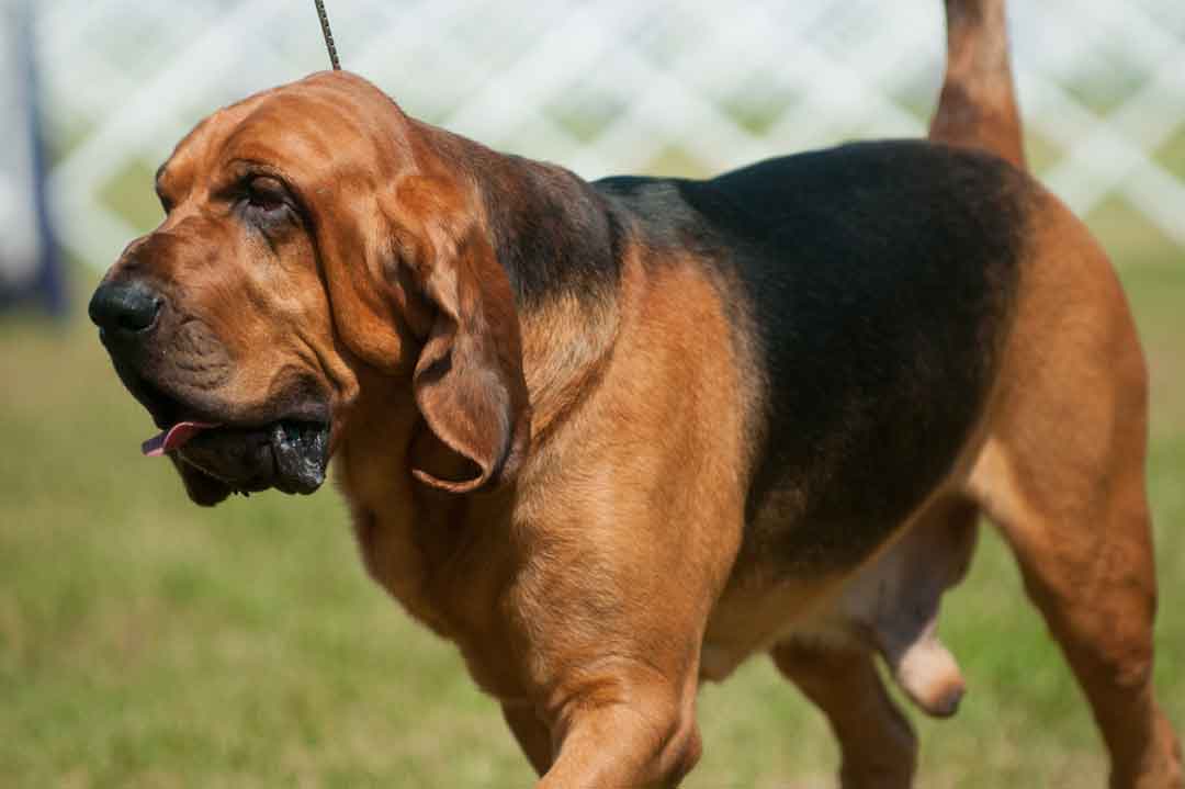 Bloodhound