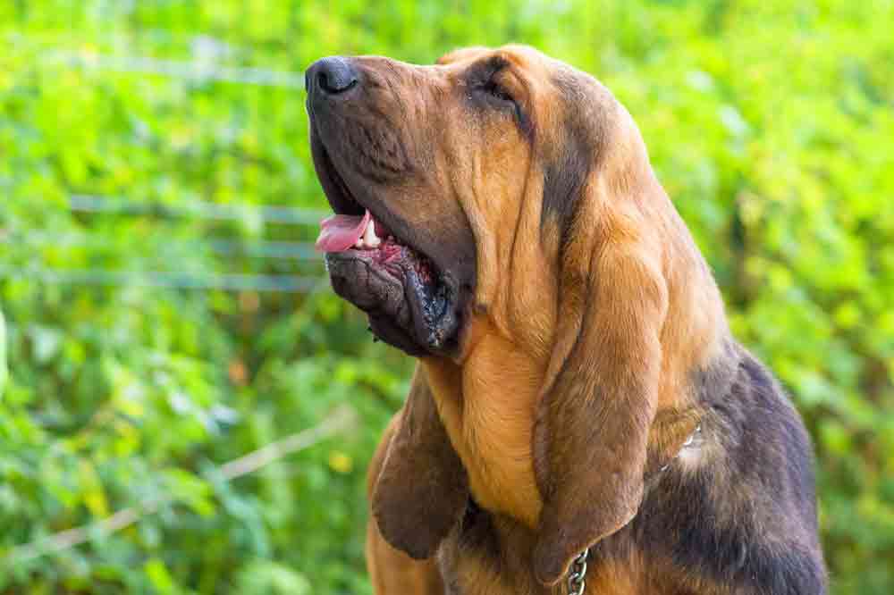 Der Bloodhound heißt auch Bluthund