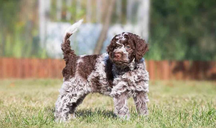 Lagotto Romagnolo: Charakter, Pflege und Haltung