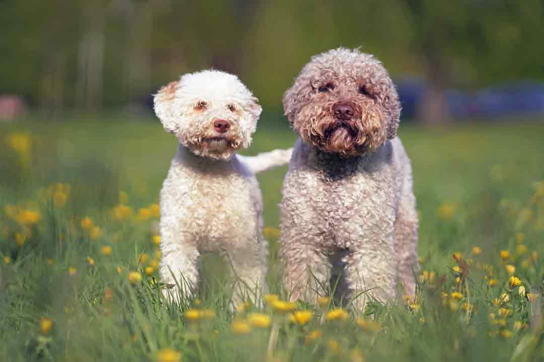 Lagotto Romagnolo: Charakter