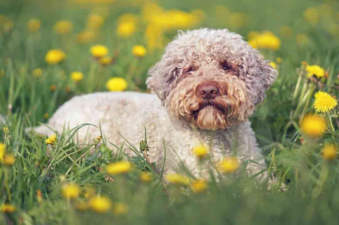 Der Lagotto Romagnolo hat ein drollig lockiges Fell