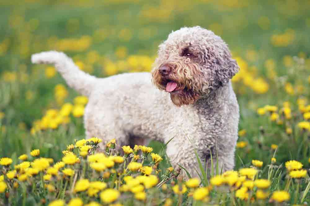 Lagotto Romagnolo: die Haltung