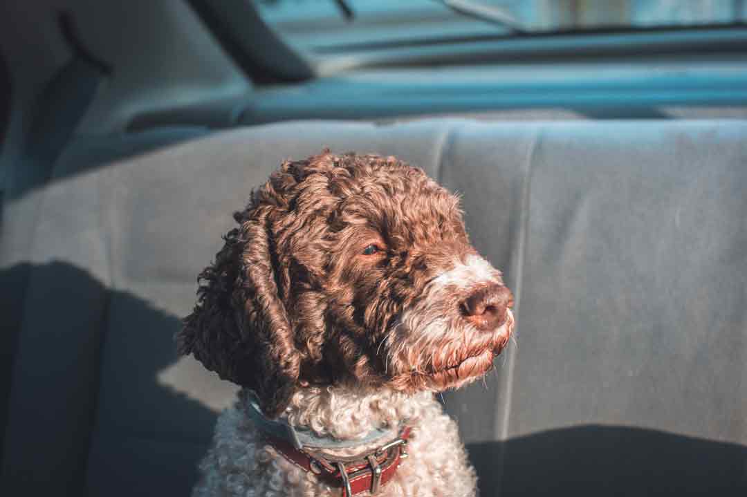 Steckbrief: Lagotto Romagnolo