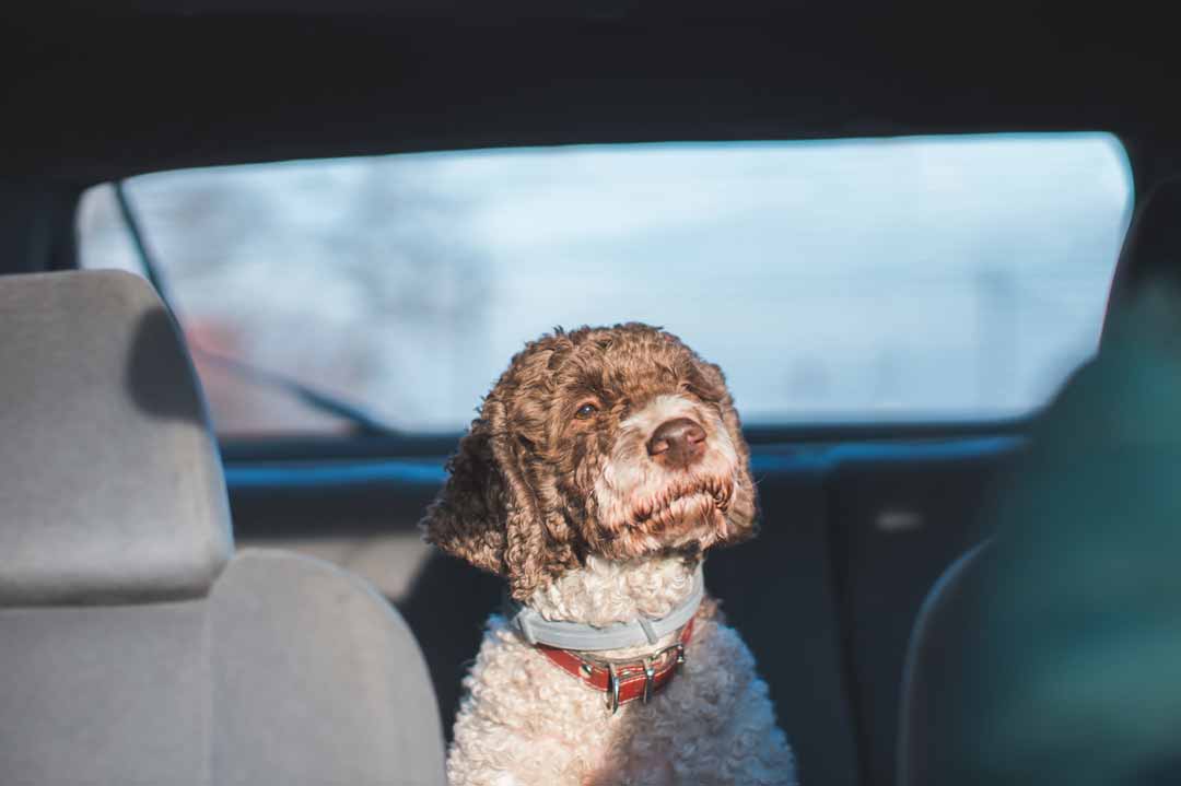 Welches Wesen hat ein Lagotto Romagnolo?