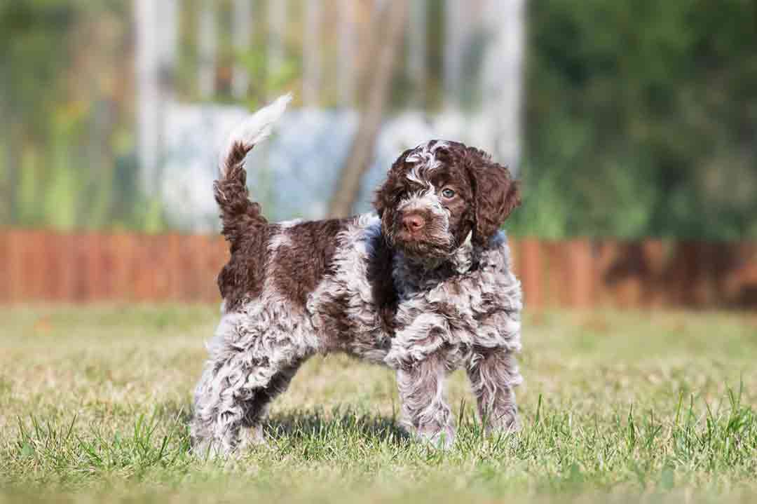 Lagotto Romagnolo