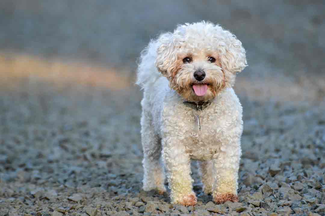 Bichon Frisé