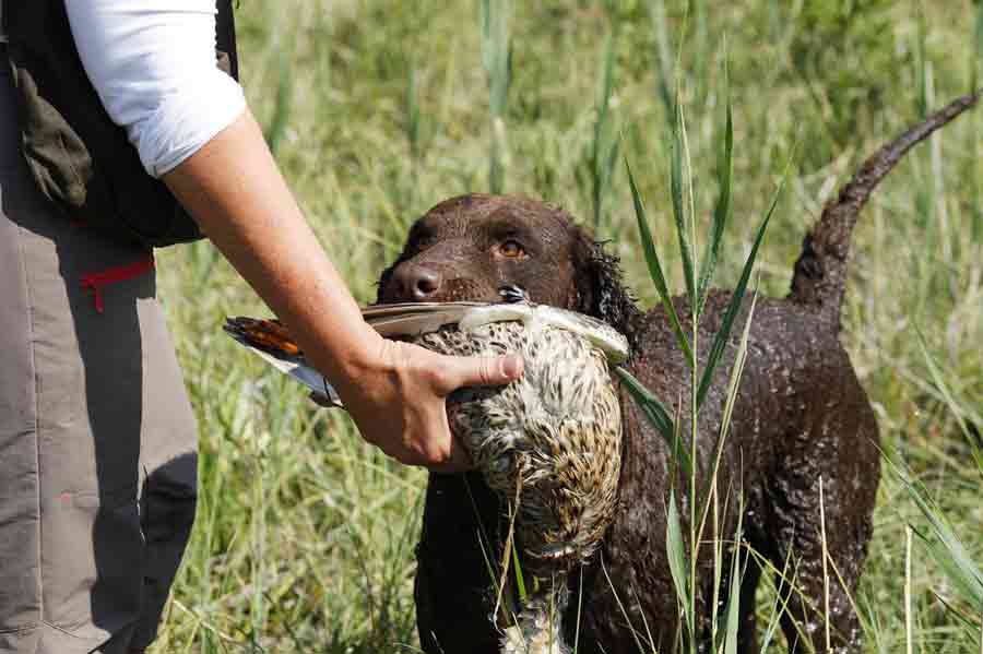 Hunde mit Locken: Curly Coated Retriever