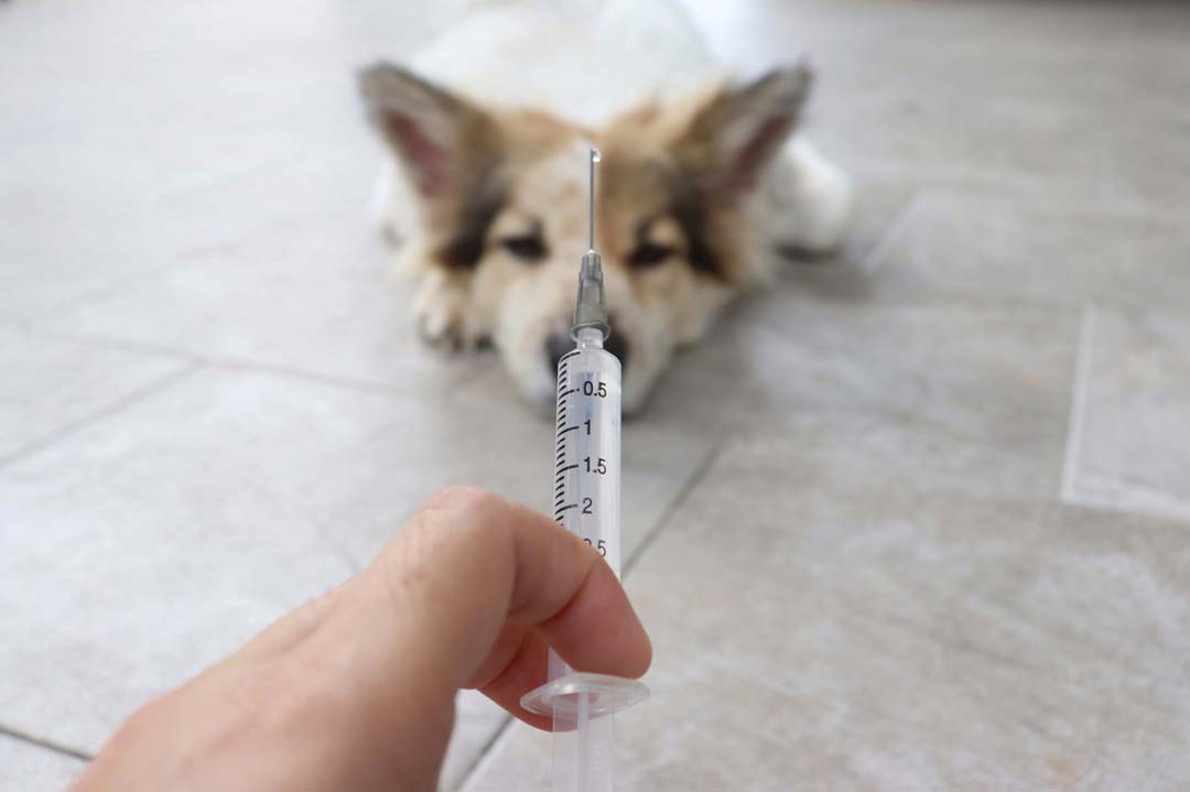 Hund impfen
