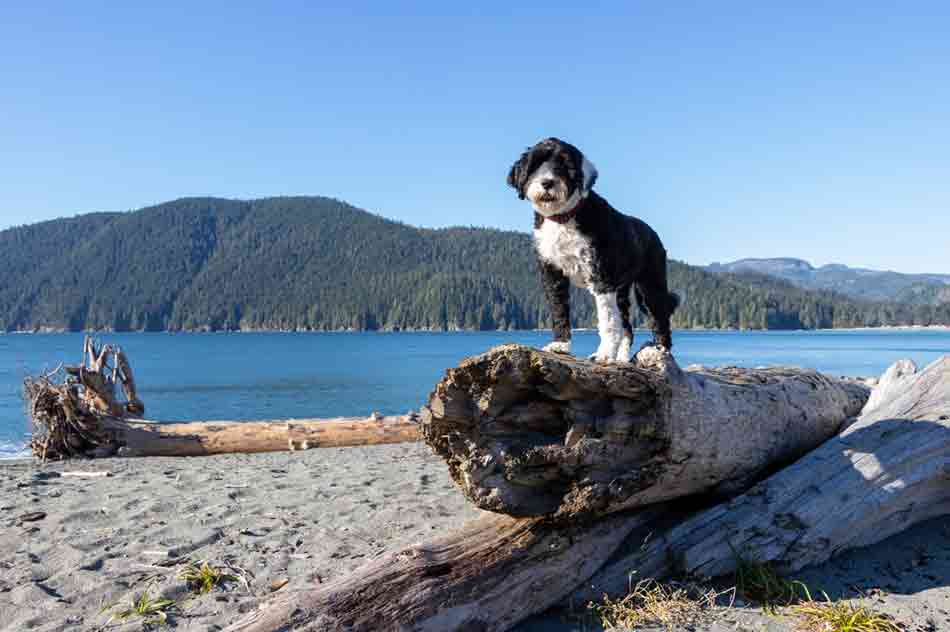 Hunde mit Locken