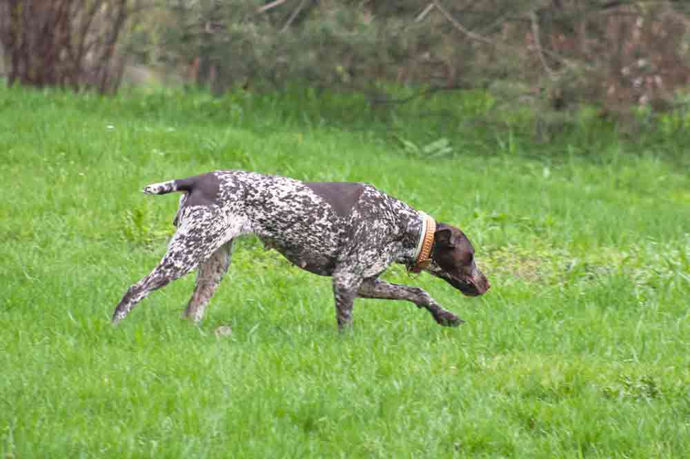 Mantrailing als Hundesport