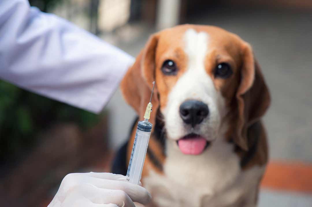 Impfungen für den Hund