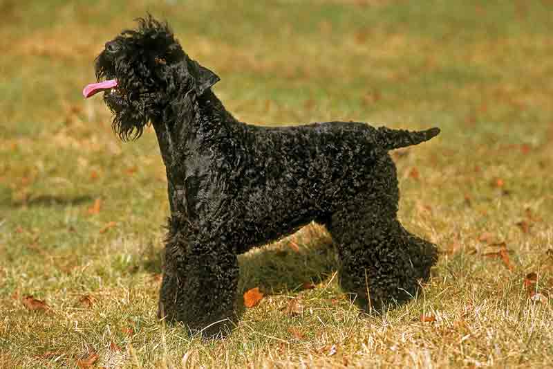 Kerry Blue Terrier