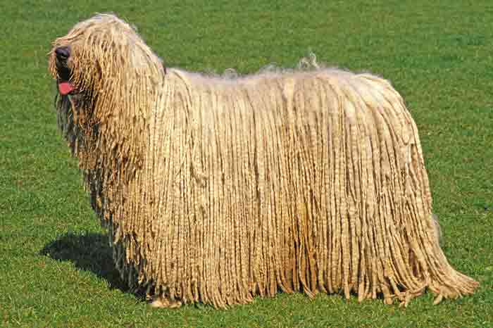 Hunde mit Locken: Komondor