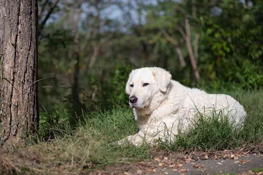 Hunde mit Locken: Kuvasz