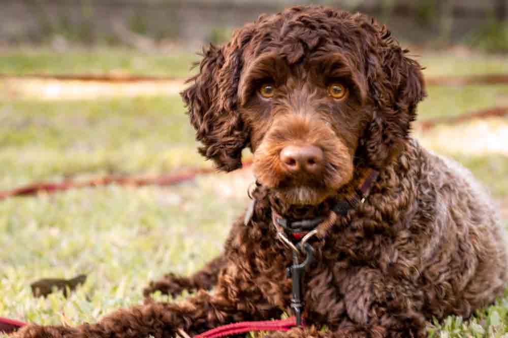 Labradoodle mit Locken