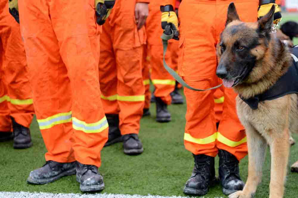 Mantrailing mit einem Schäferhund