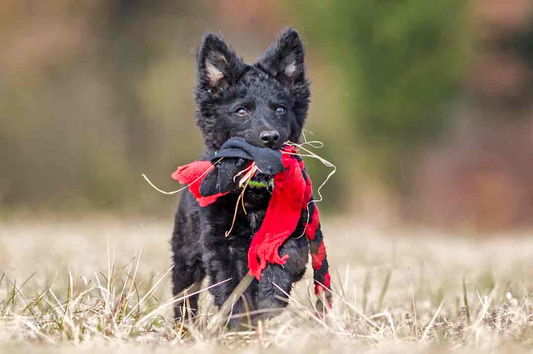 Hunde mit Locken: Mudi