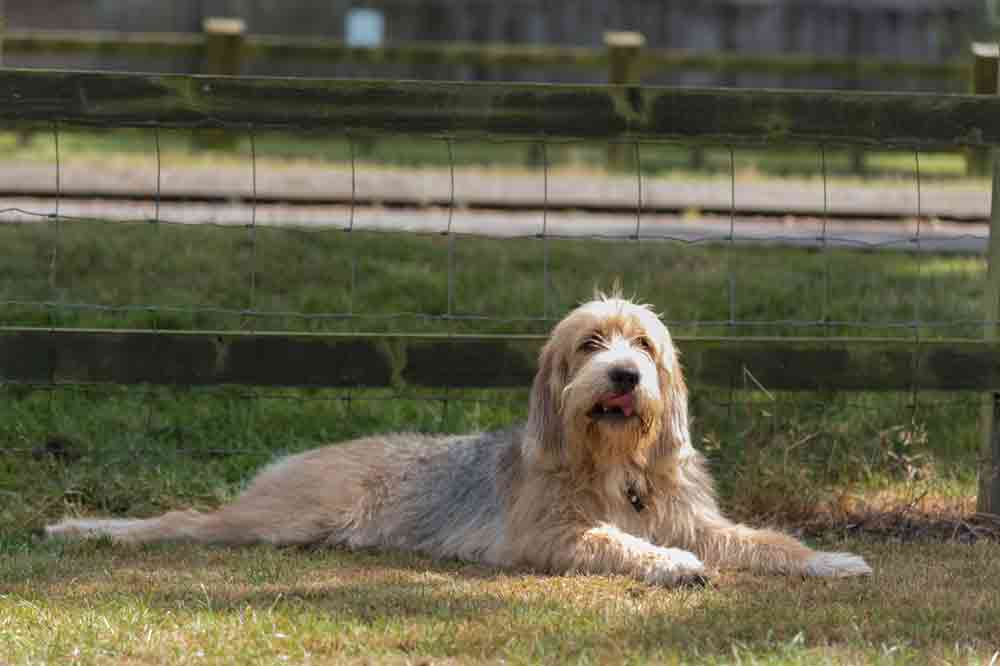 Otterhund