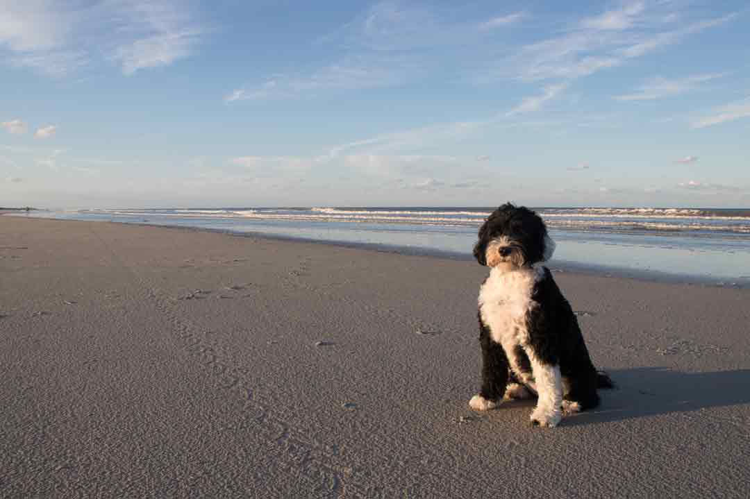 Portugiesischer Wasserhund