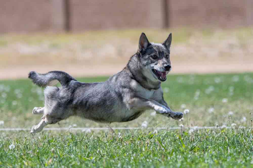 Schwedischer Vallhund (Västgötaspets)