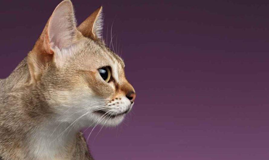 Singapura-Katze: Charakter, Haltung, Pflege
